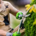 contacto poda de palmeras en Valencia