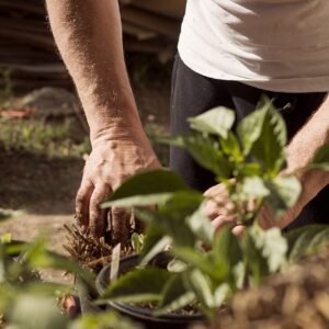 garden, nature, working hands, dirt, earthing, mother earth, plants, planting, earth day