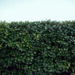 green plant field under white sky during daytime