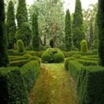 green pine trees on green grass field during daytime