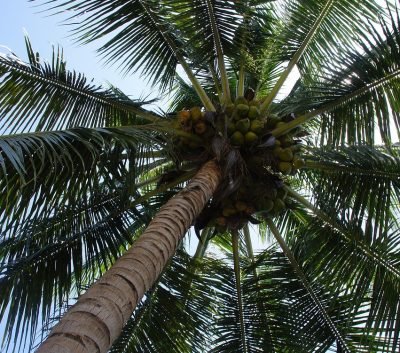 palm, palm tree, palm trees, palm tree, palm tree, palm tree, palm tree, palm tree, palm trees, palm trees, palm trees